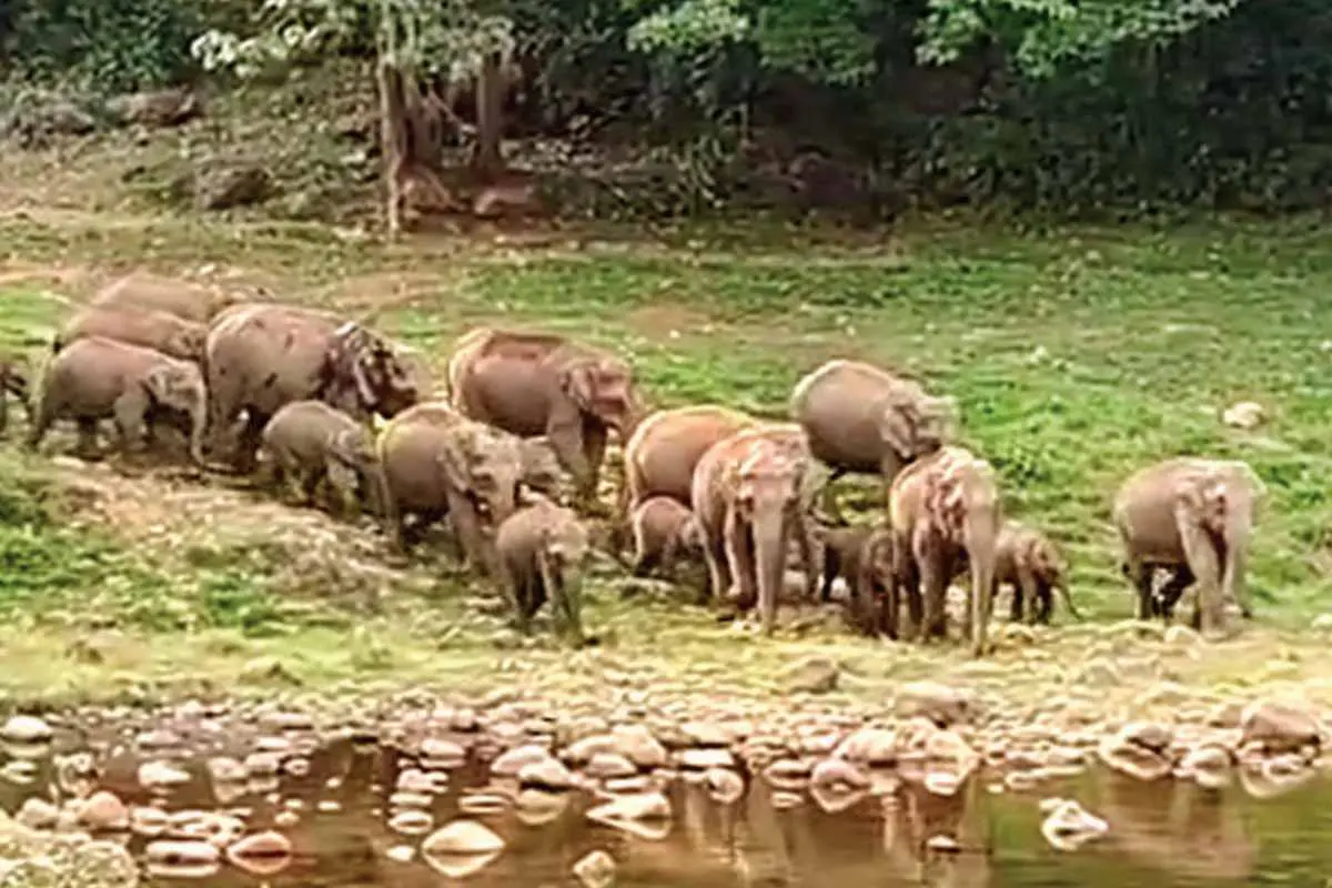 കഴിഞ്ഞ വ്യാഴാഴ്ച കൂട്ടമായെത്തിയ കാട്ടാനകള്‍.