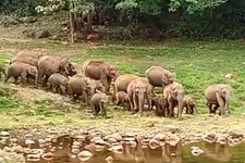 കാട്ടാനകളുടെ നീരാട്ടും കാനനഭംഗിയും ആസ്വദിക്കാം; സഞ്ചാരികൾ ആനക്കുളത്തേക്ക്