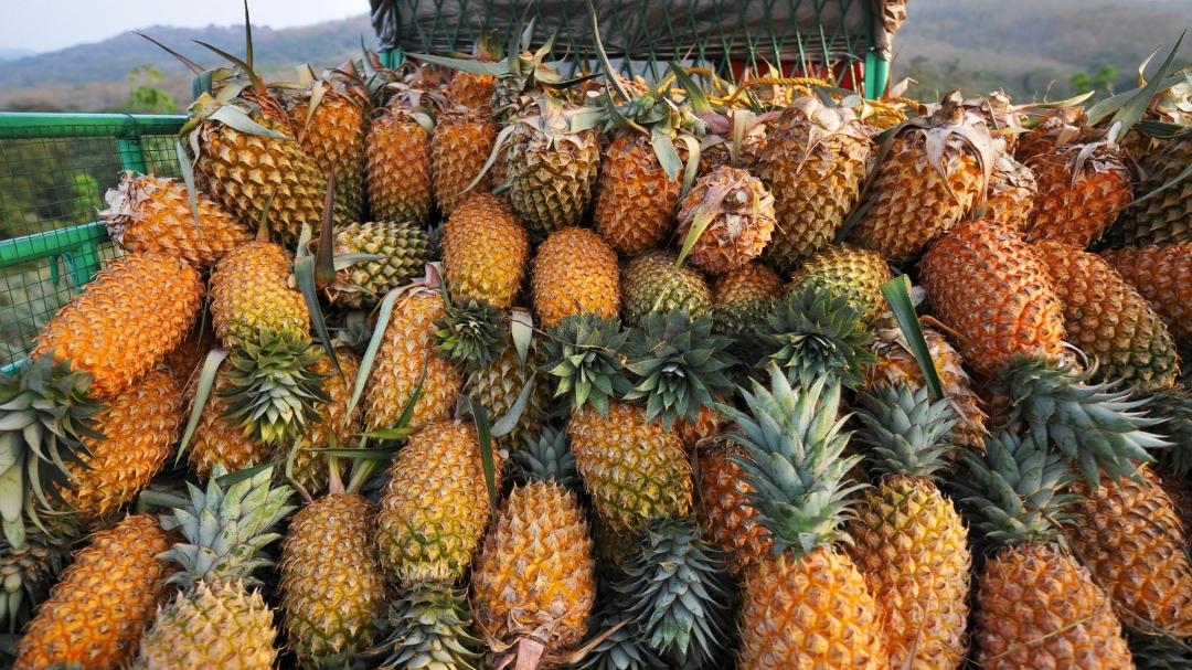 Pineapple prices crash in Kerala: Farmers hit hard as rates plunge sharply