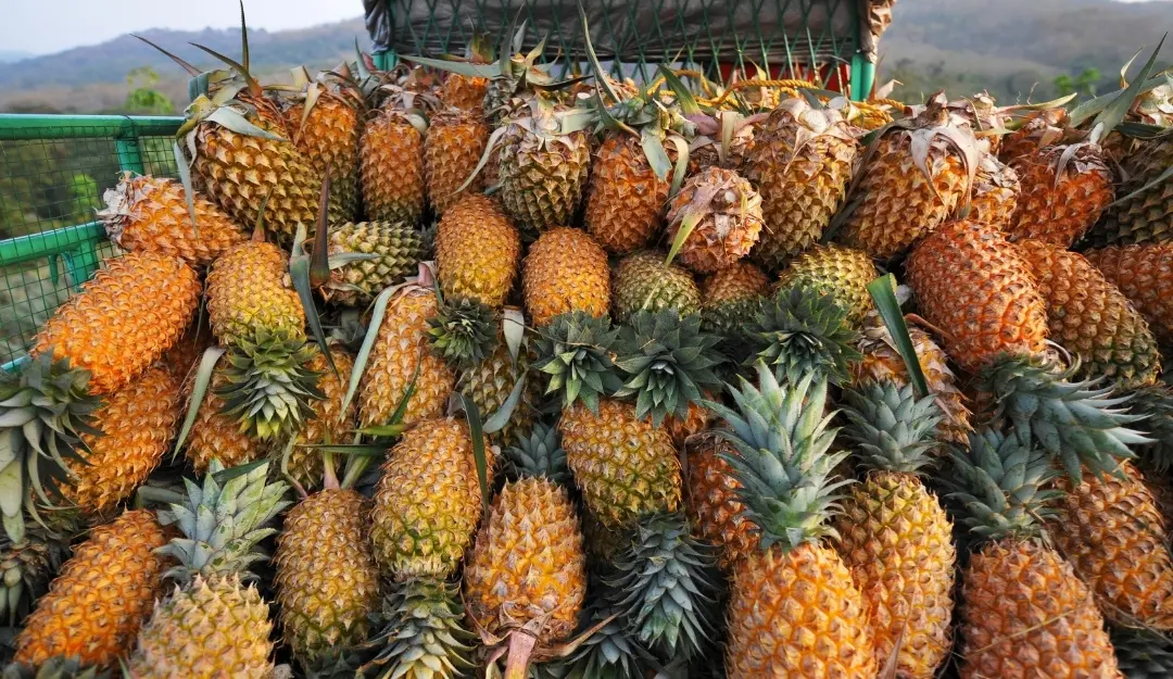 Pineapple