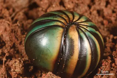 Small shell, big secrets: Kerala forest study on millipede gives cues for water-repellent design