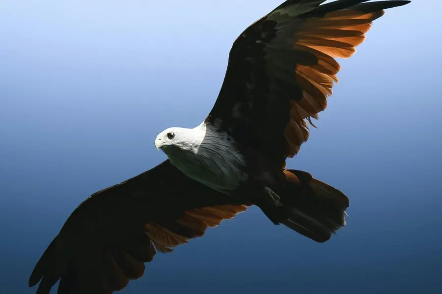 Kerala restaurant owner booked after Brahminy Kite allegedly used for entertainment