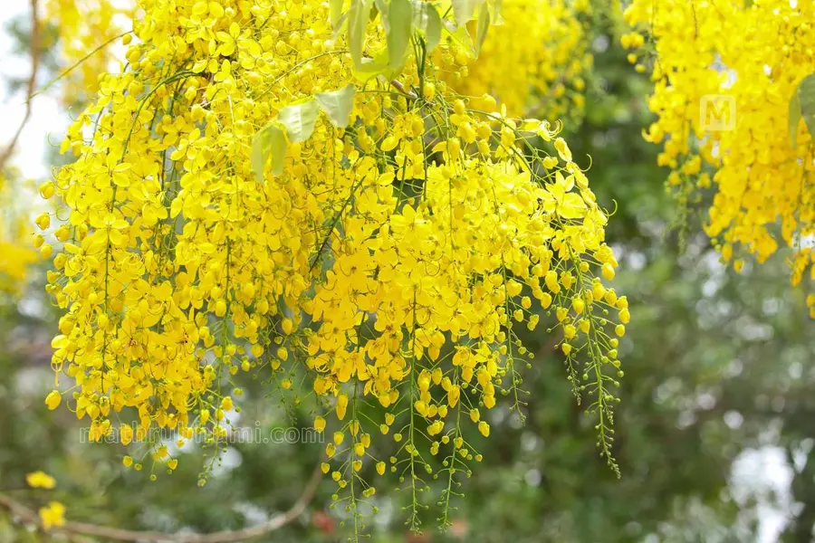 vishu songs
