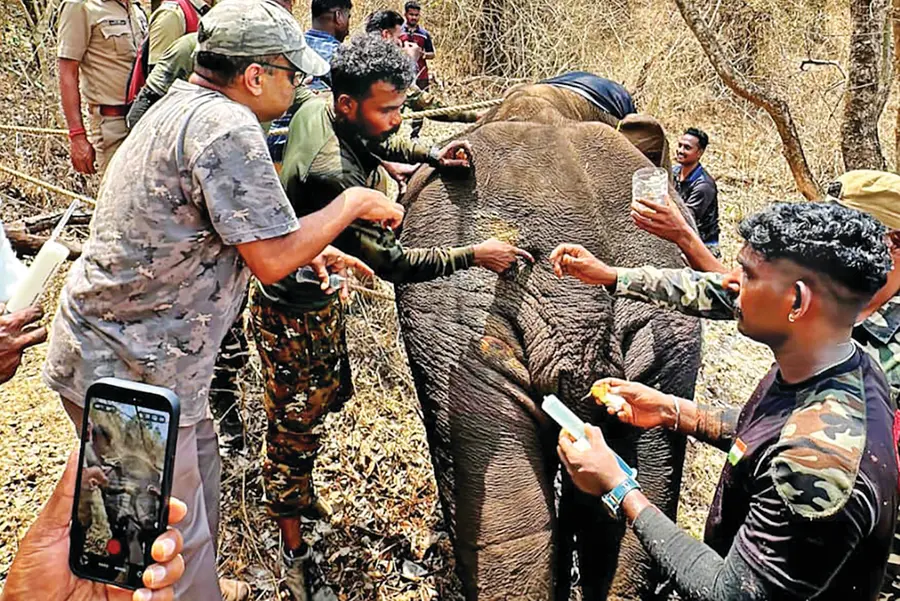 വേദനയിൽ പുളഞ്ഞ കാട്ടാനയ്ക്ക് രണ്ടാംജന്മം; മാംസത്തിനുള്ളിലെ കമ്പിക്കുരുക്ക് നീക്കം ചെയ്തത് സാഹസികമായി