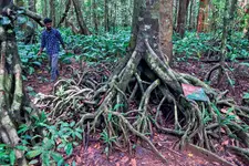 കാടുകാണാം, വൈഡൂര്യക്കുന്ന് കയറാം; ഇത് ലേഡീസ് ഒൺലി വനയാത്ര