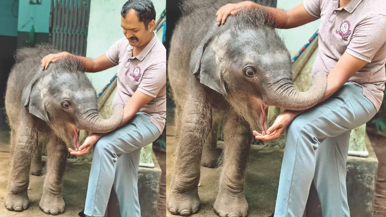 കോടനാട് വനംവകുപ്പിന്റെ കീഴിലുളള അഭയാരണ്യത്തിലെ കുട്ടിയാന വെറ്ററിനറി ഡോക്ടർ ബിനോയ് ബാബുവിനൊപ്പം
