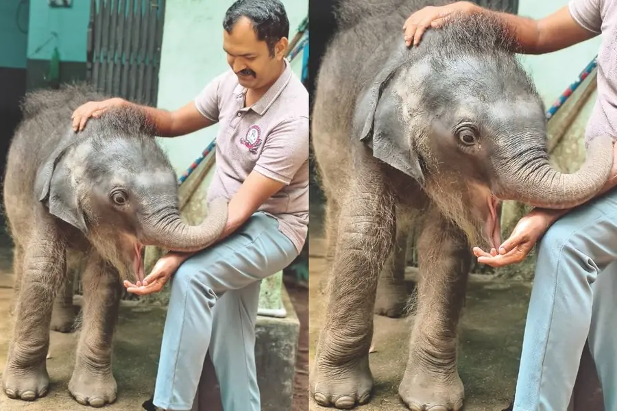 Baby-Elephant-Abhayaranyam