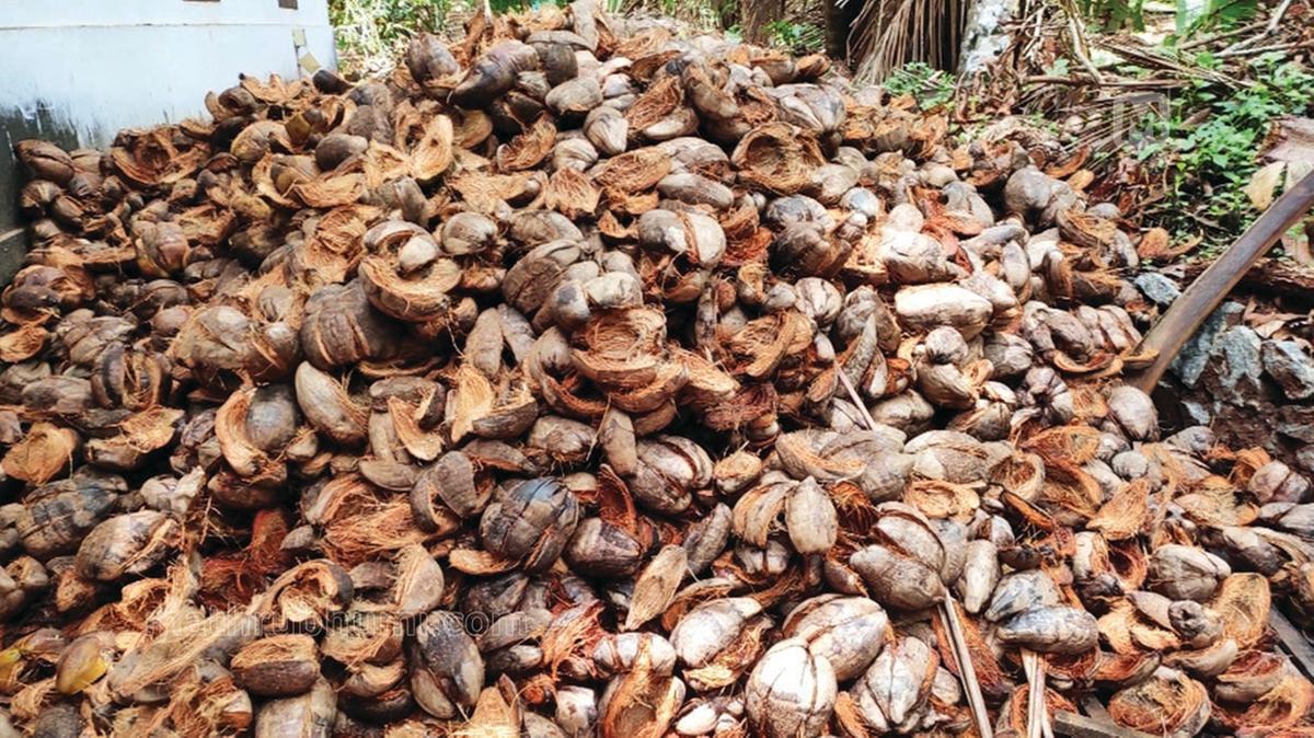 India’s coir exports surge 70% in a year, overtaking coconut products