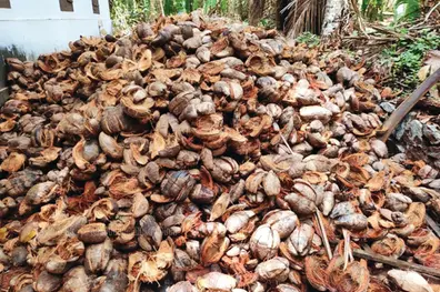 India’s coir exports surge 70% in a year, overtaking coconut products