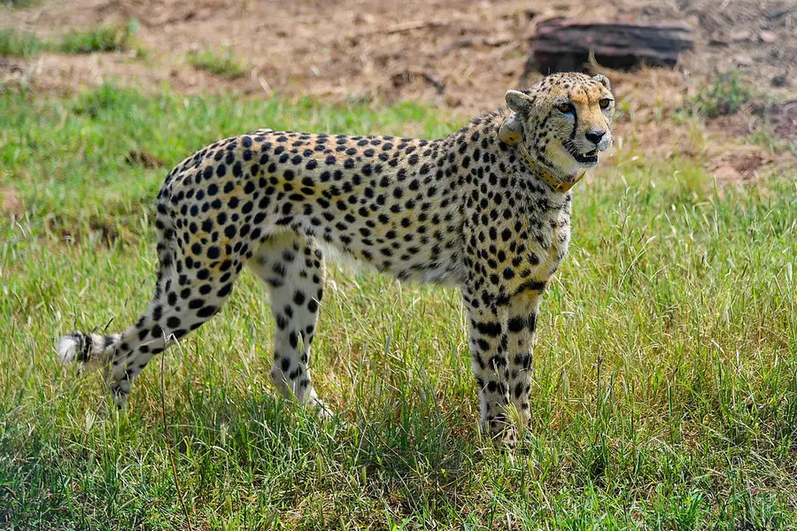 cheetah