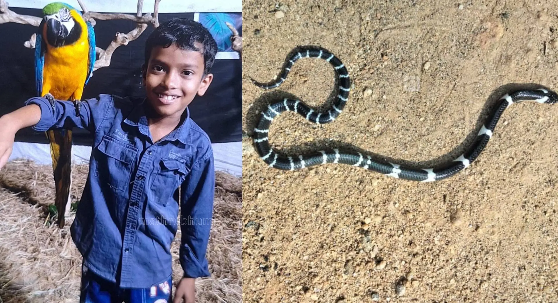 Aljo, the snake found inside the house