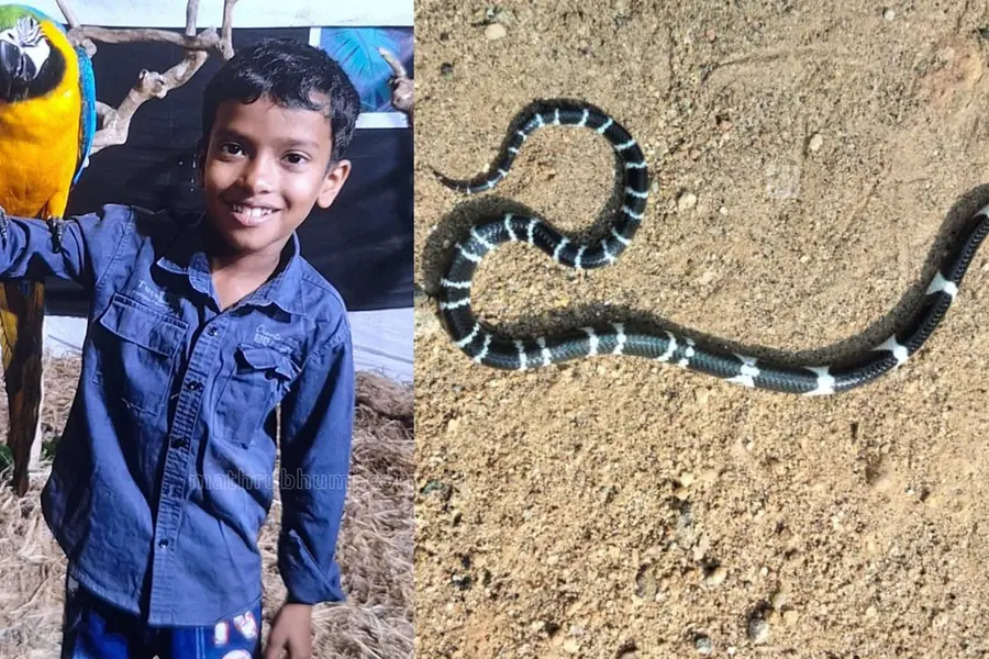 Eight-year-old in Kerala succumbs to snakebite in sleep; sibling in critical condition