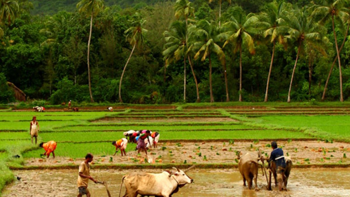 No water, no respite: Drought pushes Chitradurga farmers to...
