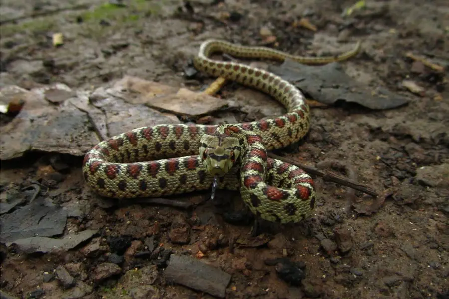 snake