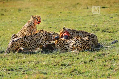 Cheetah KP-3 crosses into Shergarh from Kuno, Rajasthan forest teams on alert