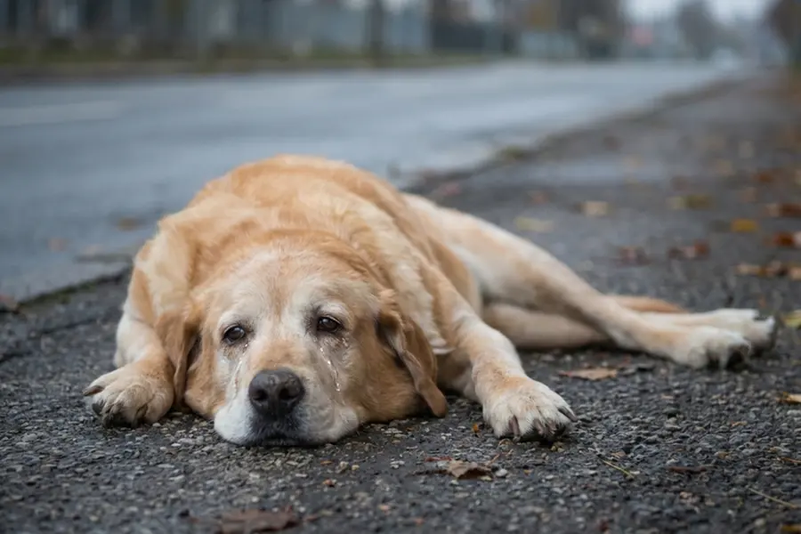 A loyal pet dog sitting sadly outside an apartment door, waiting for its owner who passed away, reflecting a real-life Hachiko story