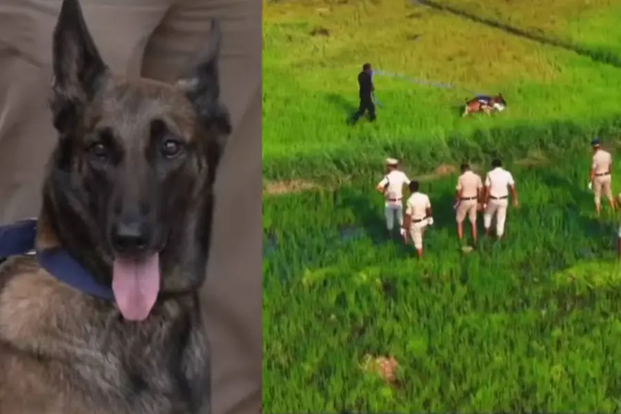 cadaver-dog