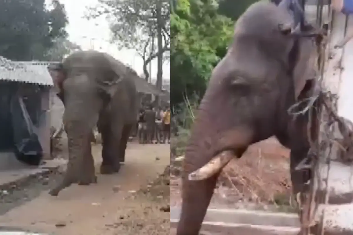 A wild elephant spotted near a poll booth in Jhargram, West Bengal, on the polling day