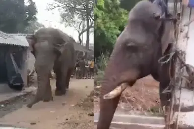 Elephant at poll booth! Jhargram voters get surprise visitor amid Bengal polls | WATCH