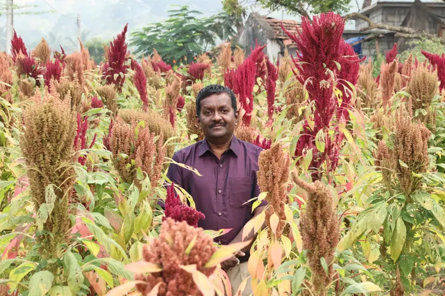 കോർപ്പറേറ്റ് ജോലിവിട്ട് മണ്ണിലേക്ക്, വിത്തുപുരകളിൽ ഉണർവ്; അട്ടപ്പാടിയുടെ മണ്ണിലെ ‘മില്ലറ്റ് മിഷൻ’