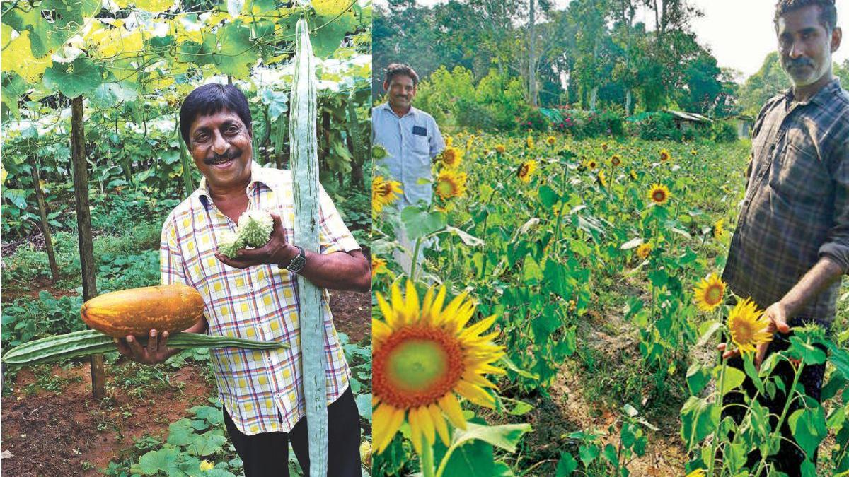 Where memories bloom: A living tribute to Sreenivasan amidst sunflowers in the farm he once revived