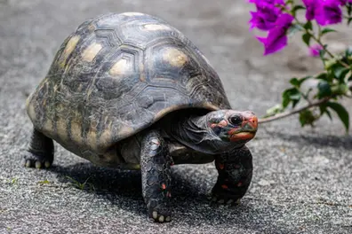 Odisha forest officials bust illegal wildlife trade, rescue 761 turtles worth Rs 7 lakh | WATCH
