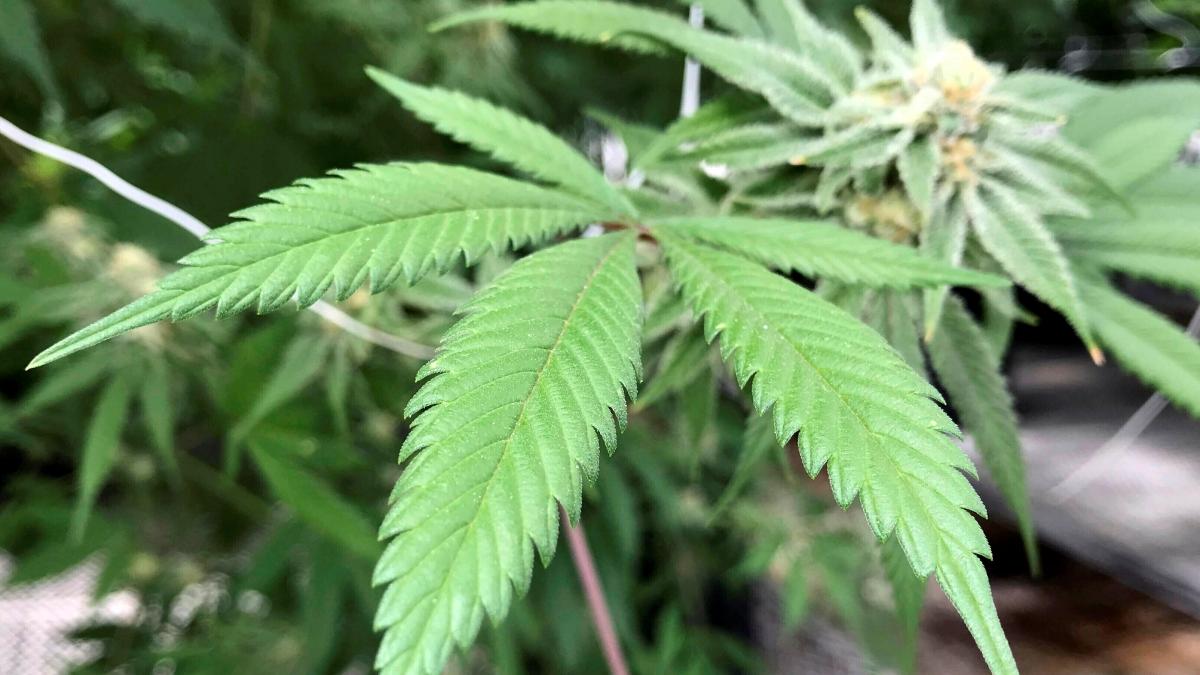 US reclassifies marijuana to lower-risk category to boost medical use and research