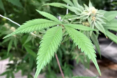 US reclassifies marijuana to lower-risk category to boost medical use and research