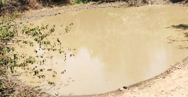 ചോലകളും കുളങ്ങളും വറ്റി വെള്ളത്തിനായലഞ്ഞ് വന്യമൃഗങ്ങൾ