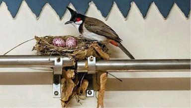 ചൂട് സഹിക്കാതെ കുരുവി പറന്നുവന്നു; അഷ്‌റഫിന്റെ വീട് ഇപ്പോൾ ഈറ്റില്ലം