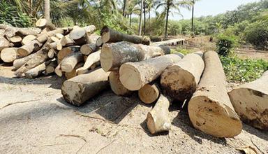 നാറാത്ത് കണ്ടൽക്കാടുകൾ വെട്ടിനശിപ്പിച്ചു