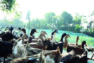 കുട്ടനാടൻ താറാവ് ‘ചീരു’വായി അടുക്കളയിൽ; ബ്രാൻഡ് നാമവുമായി വിപണിയിലിറക്കുന്നത് കുടുംബശ്രീ