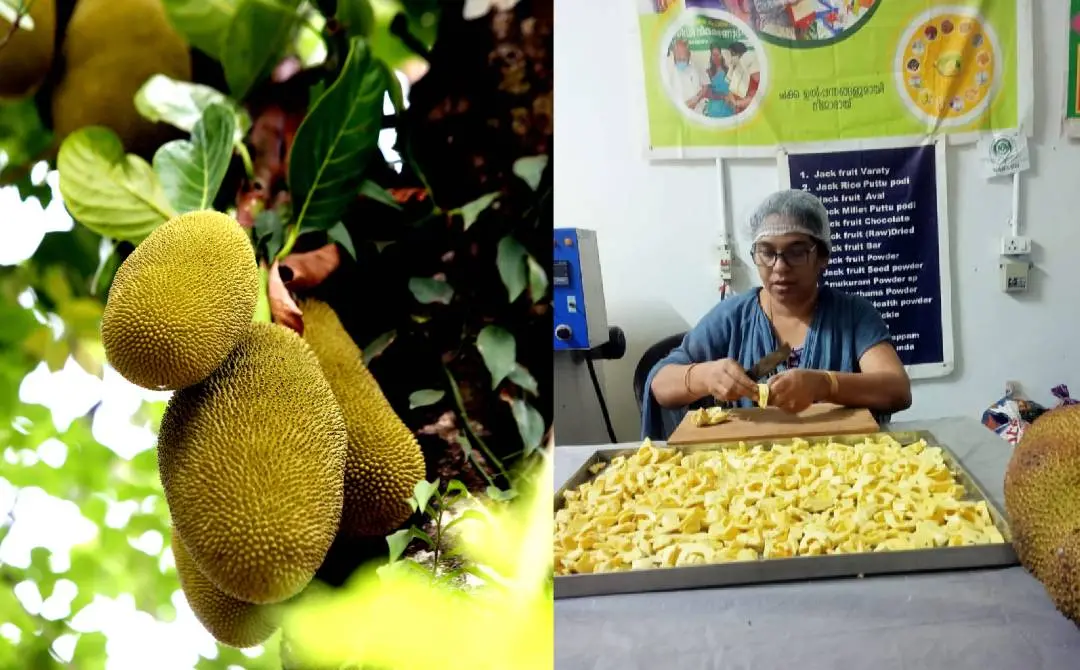 പ്രതീകാത്മക ചിത്രം, സമൃദ്ധി ഫുഡ് പ്രോഡക്ട്സിൻ്റെ പ്രൊസസിങ് യൂണിറ്റിൽ നിന്ന്