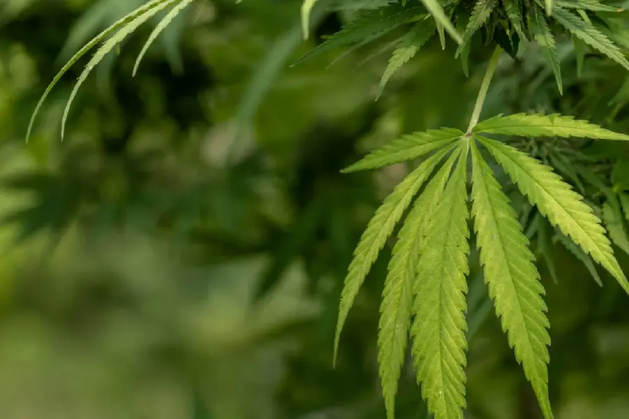 Marijuana