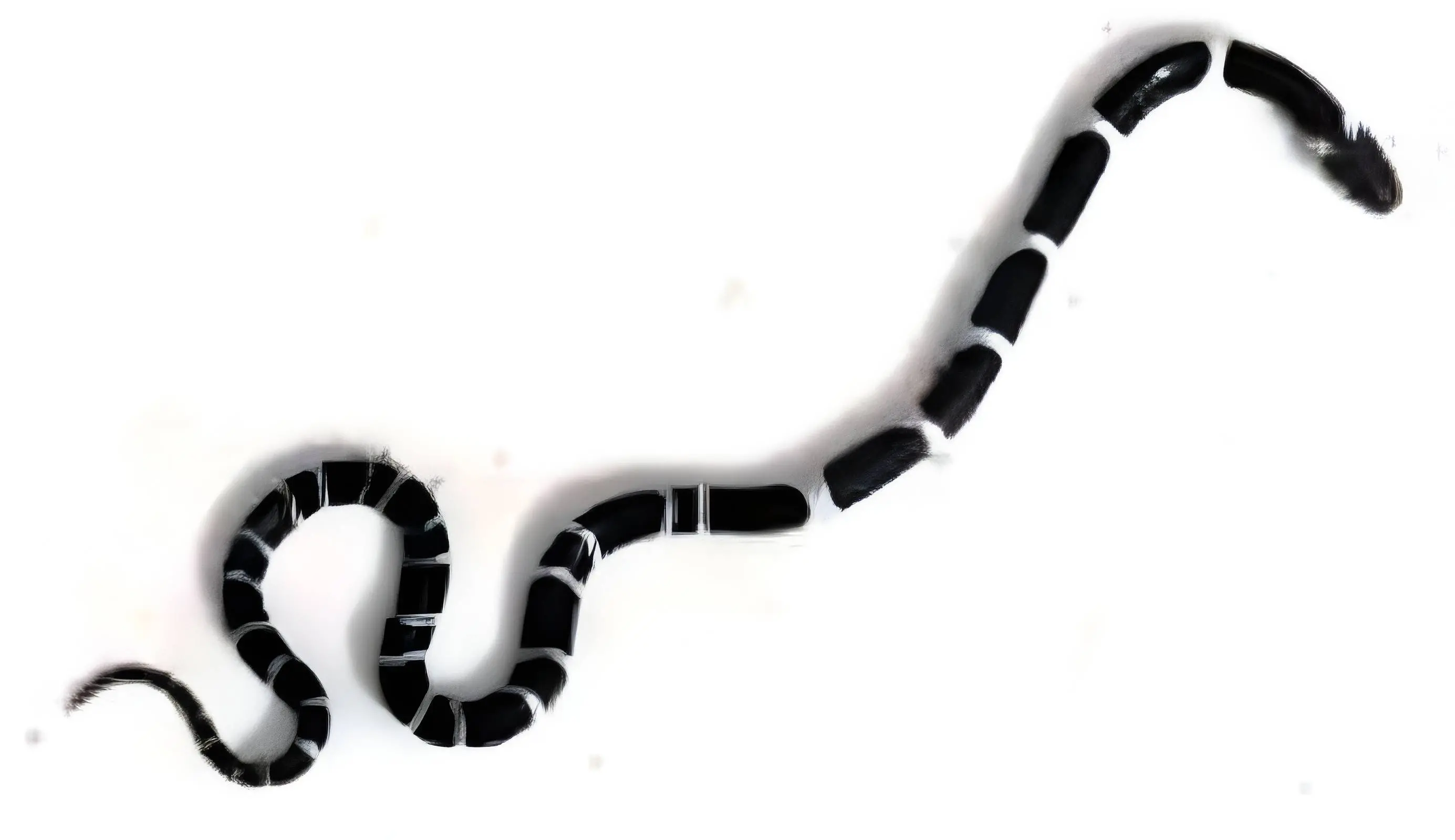The venomous snake found from Aljo's house on Thursday
