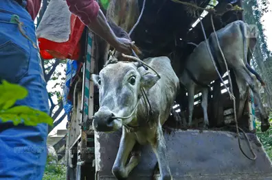 Kerala HC seeks govt reply on PIL alleging cruelty at cattle markets