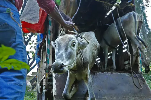 Kerala HC seeks govt reply on PIL alleging cruelty at cattle markets