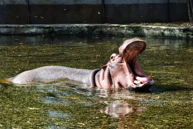 Jaipur zoo battles heatwave with coolers, ice treats & special animal care
