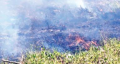 കട്ടച്ചിറ പാടത്ത് പുല്ലിനു തീപിടിച്ചു