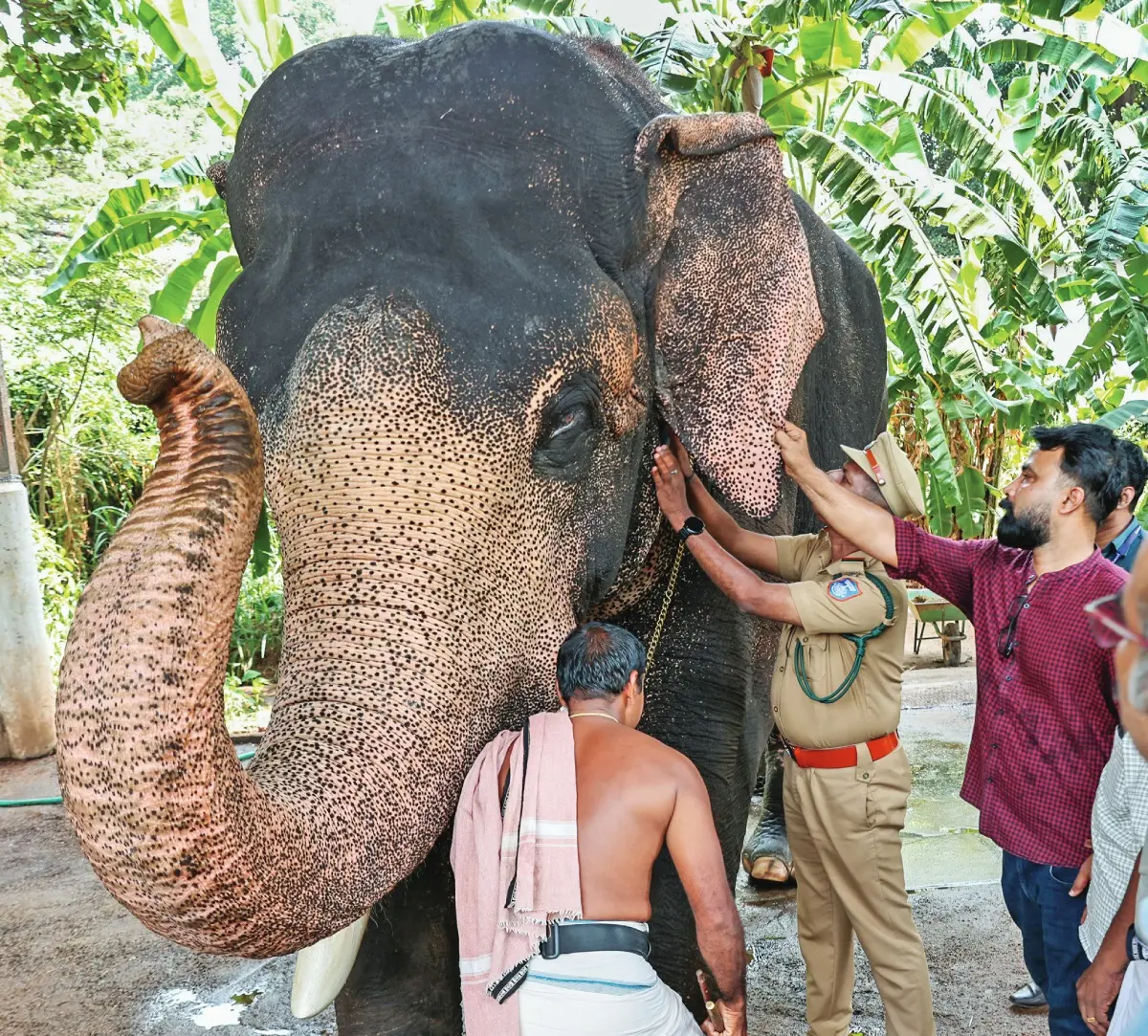 ഞാന് റെഡിയാണ് സര്...
തൃശ്ശൂര് പൂരം വിളംബരമായ തെക്കേ ഗോപുരനട തുറക്കല് ചടങ്ങിന് നെയ്തലക്കാവ് ഭഗവതിയുടെ തിടമ്പുമായി എത്തുന്ന എറണാകുളം ശിവകുമാറിന്റെ ഫിറ്റ്നസ് പരിശോധനയില്നിന്ന്. ശനിയാഴ്ചയാണ് തെക്കേ ഗോപുരനട തുറക്കല്. മറ്റ് ആനകള്ക്ക് പൂരത്തലേന്നാണ് പരിശോധനയെങ്കിലും ഈ ചടങ്ങ് ഉള്ളതുകൊണ്ടാണ് ശിവകുമാറിന് പരിശോധന നേരത്തേയാക്കിയത്. വനംവകുപ്പും മൃഗസംരക്ഷണ വകുപ്പും സംയുക്തമായാണ് പരിശോധന നടത്തിയത്.