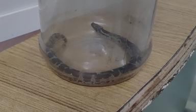 അംഗനവാടി പരിസരം വൃത്തിയാക്കുന്നതിനിടെ അധ്യാപികയ്ക്ക് പാമ്പുകടിയേറ്റു; സംഭവം പാലക്കാട്ട്