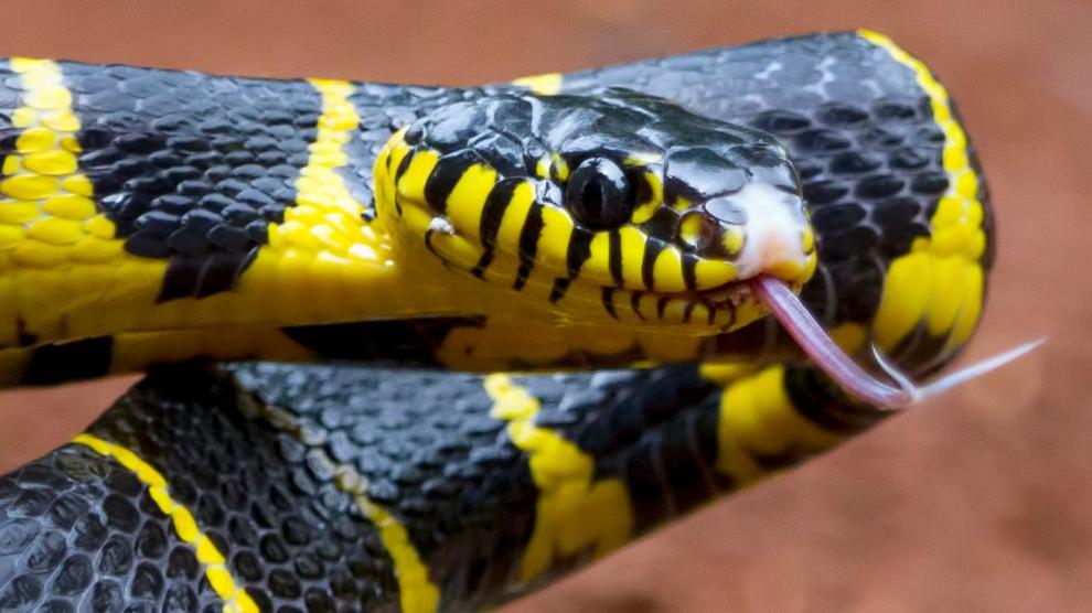 Elderly woman dies of snake bite in Kannur; tourist bitten by snake in Ernakulam