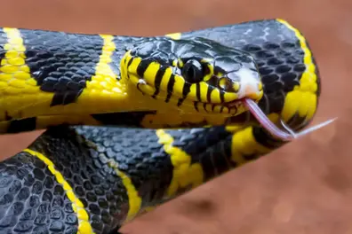Elderly woman dies of snake bite in Kannur; tourist bitten by snake in Ernakulam