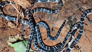 കുട്ടികളുടെ തലയണയ്ക്ക് അടിയിൽ വെള്ളിക്കെട്ടൻ പാമ്പ്; പരിശോധിച്ചപ്പോൾ വീട്ടിനുള്ളിൽ അഞ്ചെണ്ണം