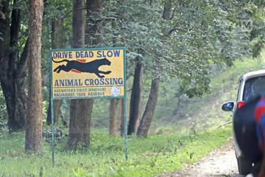 ബന്ദിപ്പുർ, നാഗർഹോളെ സഫാരി കേന്ദ്രങ്ങളിൽ സെൽഫിക്ക് നിരോധനം; ഫോൺ ഫ്‌ളൈറ്റ് മോഡിലാക്കണം