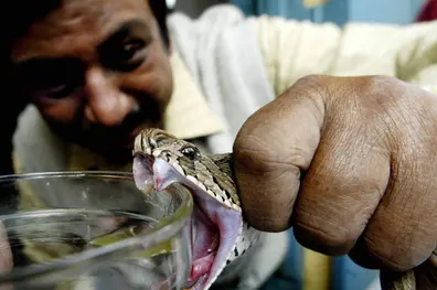 No Antivenom for 8 Viper species in Kerala; none for King Cobra too