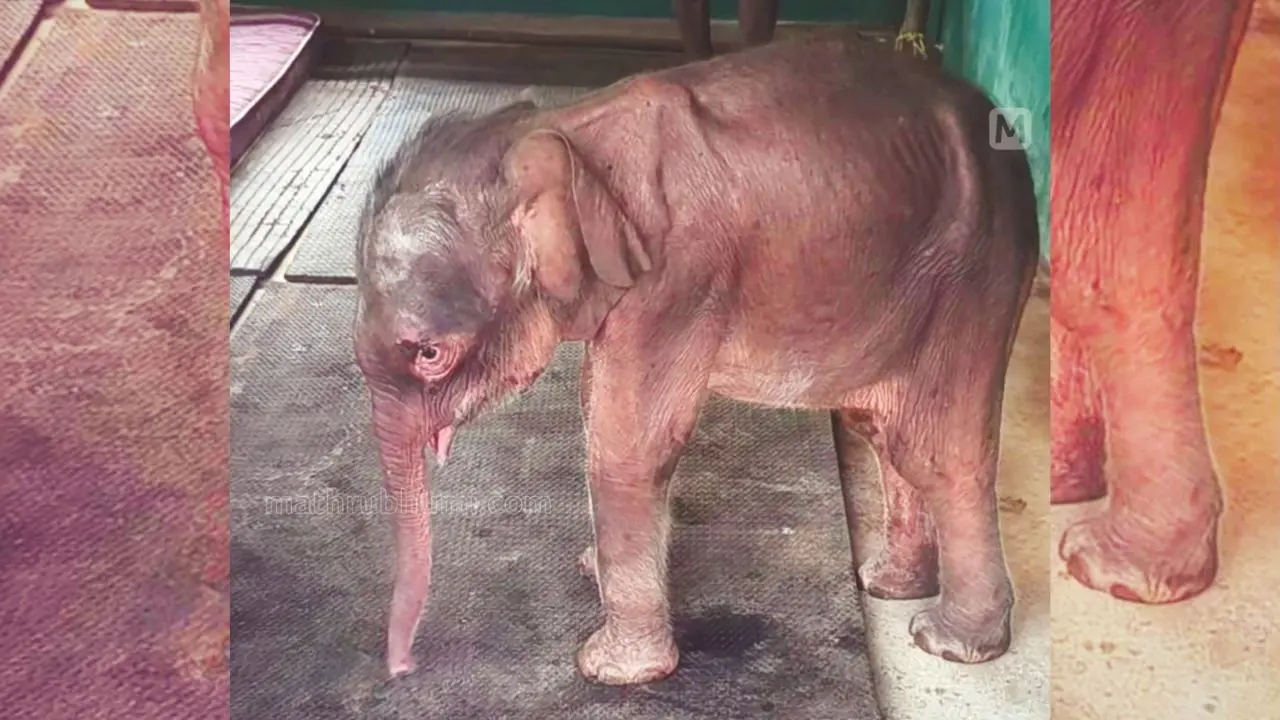 Wild elephant calf
