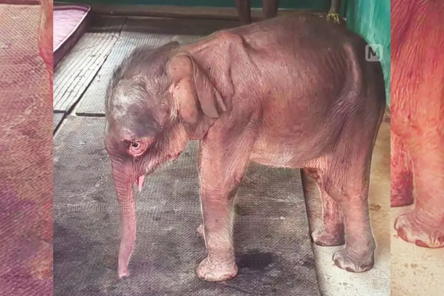 Bbay-Elephant