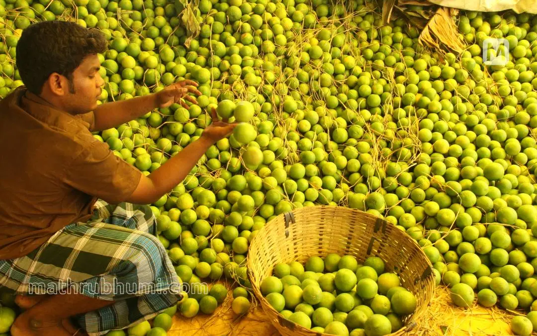 Representative Image| Photo: Mathrubhumi