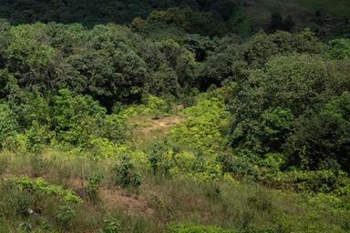വികസനപദ്ധതികൾക്ക് വനം വിട്ടുനൽകി; പകരം വനവത്‌കരണമുറപ്പാക്കുന്നതിൽ ഉത്തരമില്ലാതെ പരിസ്ഥിതി മന്ത്രാലയം